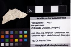 Foto (Objket + Etiketten) von Decapoda indet. 